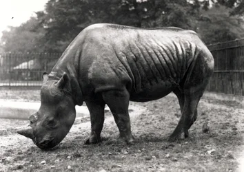 Afrikaanse neushoorn